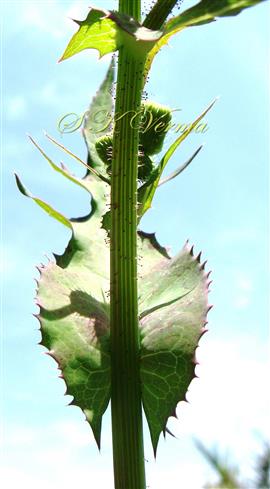  Leaf base of  upper cauline leaf